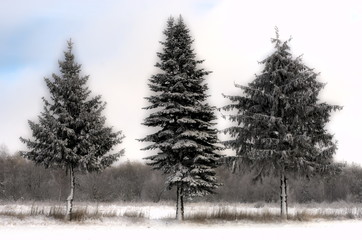 Trzy drzewa śniegiem obsypane