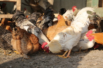 Flock of beautiful colorful roosters and hens feeding with corns in the hen house at sunny day, chickens around, close up. One rooster raised his head and looking at the camera
