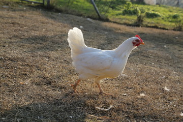 White chicken hen that is pecking on the ground. Close up, concept farming poultry. Natural old way of keeping livestock.