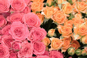 Fototapeta na wymiar たくさんのピンクとオレンジ系の薔薇の背景素材