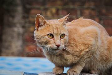 Cute orange cat outdoor 
