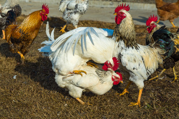 Rooster and hen mating in the rural garden and a moving motion look with the rooster on top. Another rooster watching and waiting for their turn. Hard mating of a rooster and hen. Mating chickens