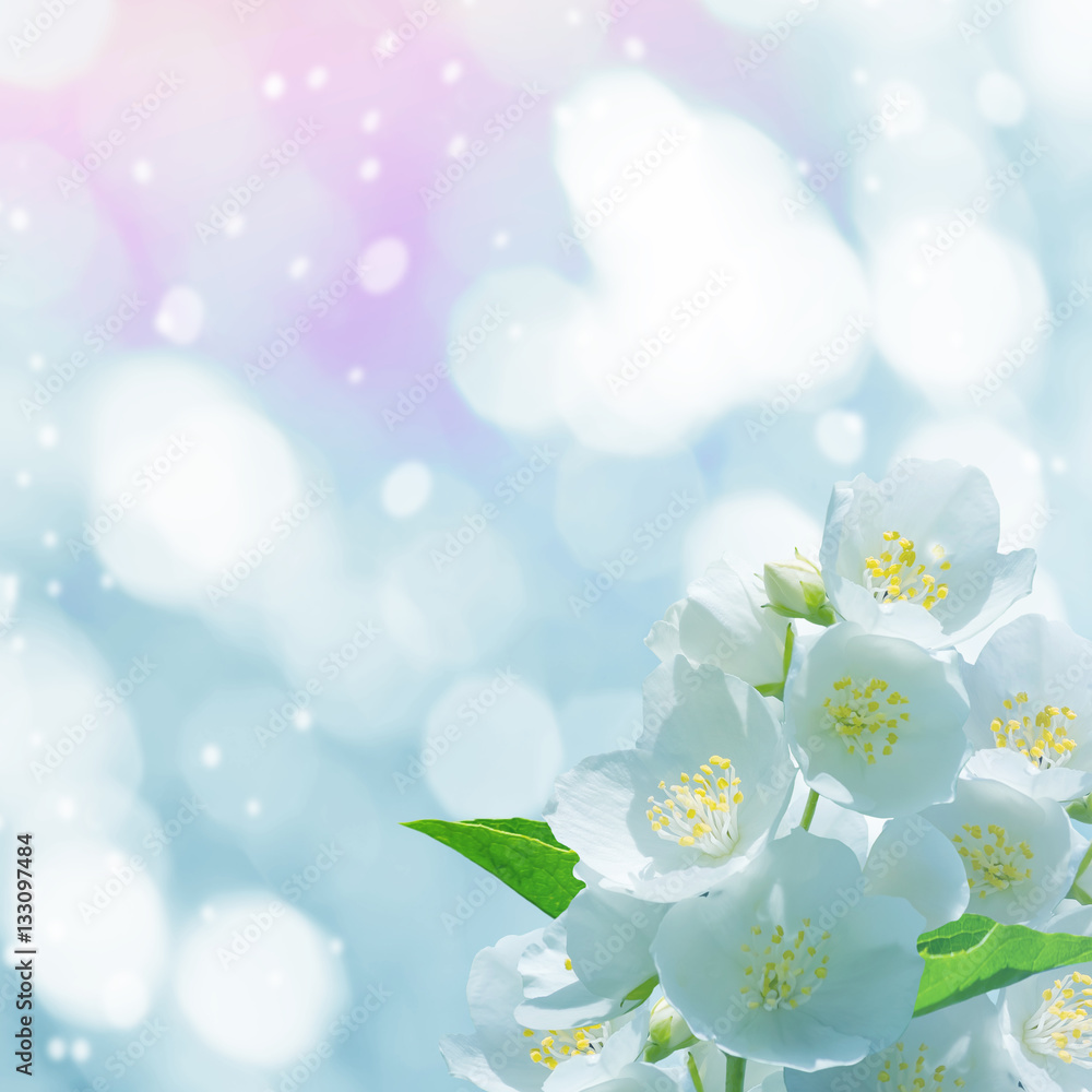 Poster spring gentle background with jasmine flowers for design