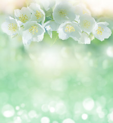 Spring gentle background with jasmine flowers for design