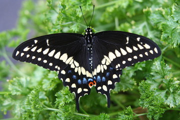 Black Swallowtail on Parsley