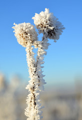 Hoarfrost on thistle flower close up. Winter season.