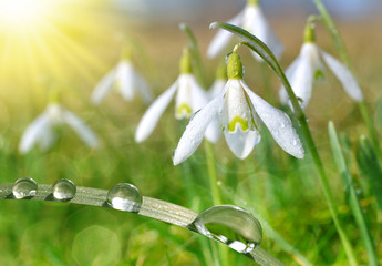 Panele Szklane  Kropla rosy na trawie i kwiat przebiśnieg z bliska. Wiosna.