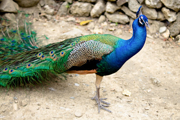 Peacock