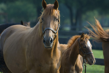 Beautiful horse mare and foal in green farm field pasture equine industry
