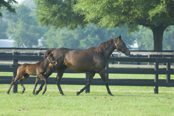 Beautiful horse mare and foal in green farm field pasture equine industry
