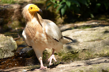 Vautour tête jaune de face