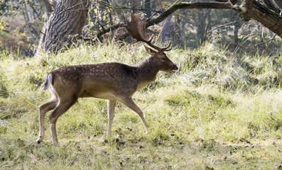 Naklejka na ściany i meble male fallow deer with big antlers