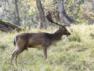 Naklejka na ściany i meble male fallow deer with big antlers