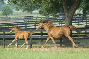 Beautiful horse mare and foal in green farm field pasture equine industry
