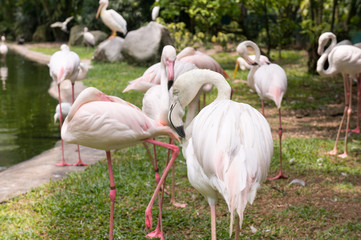 A flock of pink flamingos in a bird park
