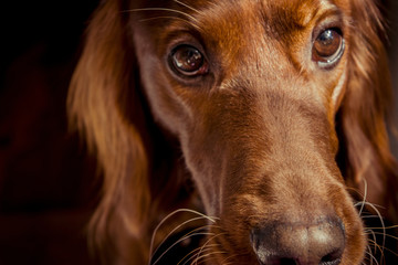 setter irish pet