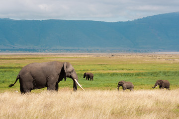 African Wildlife