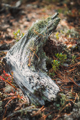 big cepe has hidden among vegetation in the wood