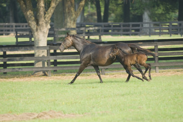 Fototapeta premium Beautiful horse mare and foal in green farm field pasture equine industry 