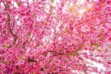 Obraz premium Artificial Sakura flowers or cherry blossoms on sun lighting effect.