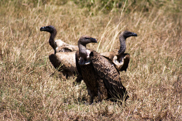 African Wildlife