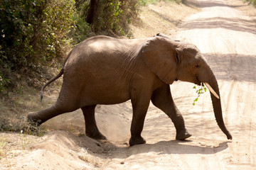 African Wildlife