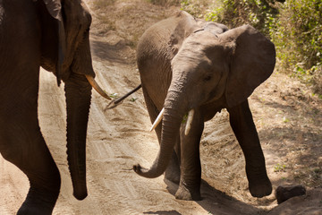 African Wildlife