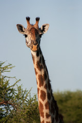 Fototapeta premium African Wildlife
