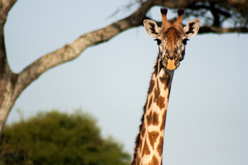 African Wildlife