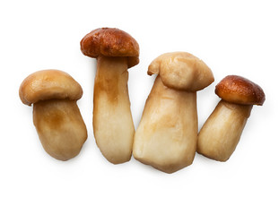 Edible forest wild mushrooms isolated on white background.