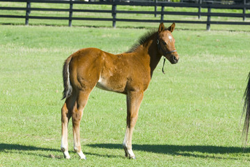 Naklejka na ściany i meble Beautiful thoroughbred baby foal horse in green farm field pasture equine industry 