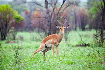 Male Springbok Urinating In Game Reserve In South Africa With Dew Drops On The Grass