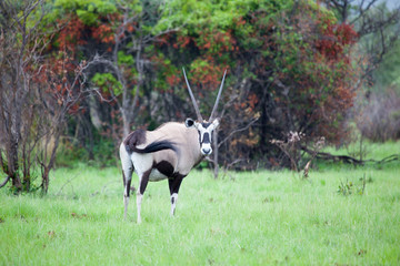 South African Gemsbok Staring Into Distance