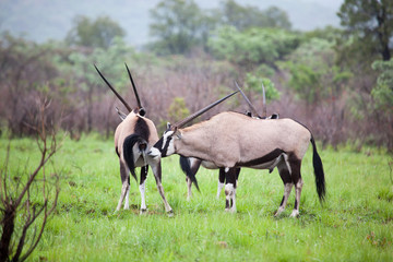 Herd Of Gemsbok Grazing In South Africa