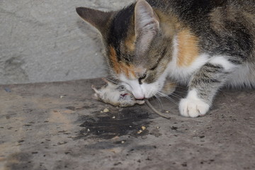 The cat caught the mouse. The cat eats the caught mouse. Home Hunter