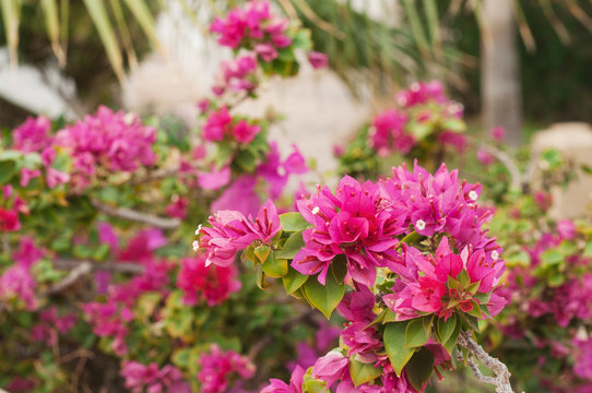 Pink flowers. Landscaping. Flowers photo concept