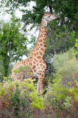 Giraffe Grazing in South African Bush
