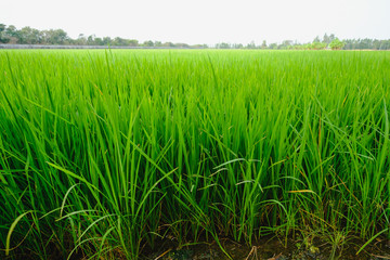 Close up of fresh rice field with sunlight in the early morning in Thailand, background texture.