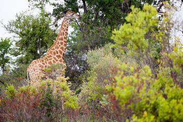 Giraffe Grazing in South African Bush