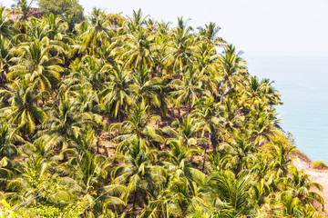 Sea and palm valley, Goa, India