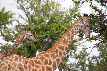 Giraffe Grazing in South African Bush
