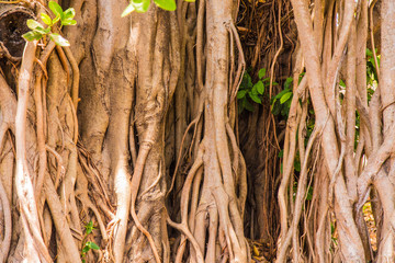 Roots of ancient tree, India, Goa