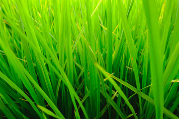 Close up of fresh rice field with sunlight in the early morning in Thailand, background texture.