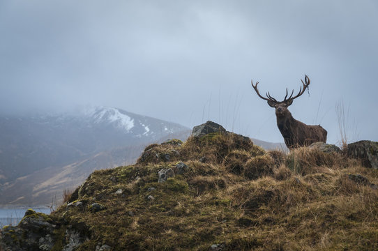 Fototapeta A Red Deer Stag, Cervus elaphus scoticus, in the hills near Loch Quoich in Lochaber, Scotland.