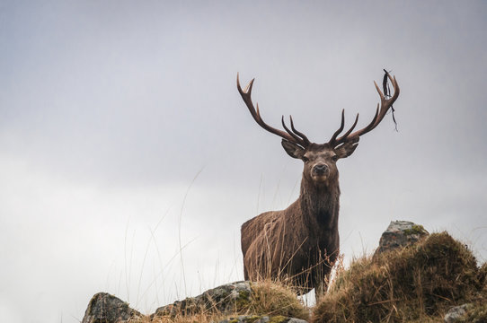Fototapeta A Red Deer Stag, Cervus elaphus scoticus, in the hills near Loch Quoich in Lochaber, Scotland.