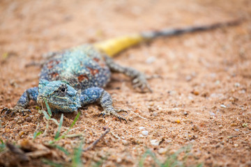Naklejka na ściany i meble Blue-headed Tree Agama, Bloukop Koggel Mander