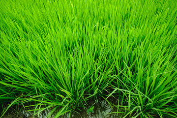 Close up of fresh rice field with sunlight in the early morning in Thailand, background texture.