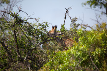 Giraffe Grazing in South African Bush