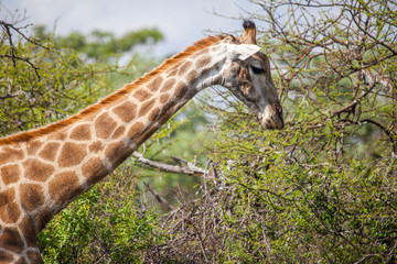 Giraffe Grazing in South African Bush