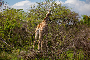 Giraffe Grazing in South African Bush